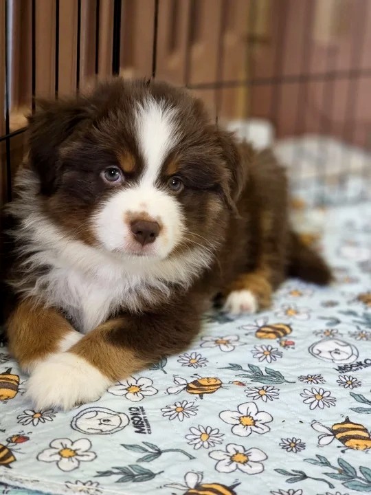 Gordon Miniature American Shepherd
