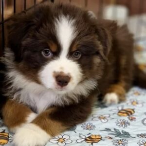 Gordon Miniature American Shepherd