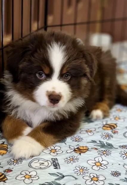 Gordon Miniature American Shepherd