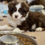 Grace-female-miniature-american-shepherd-puppy-for-sale-1
