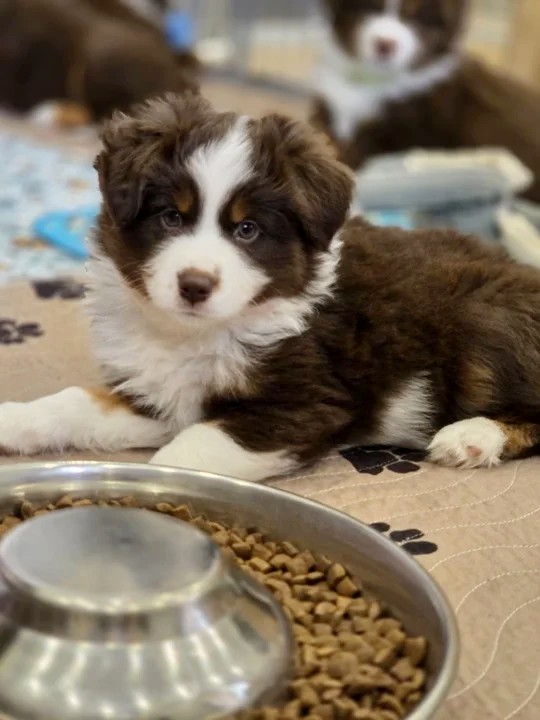 Grace Miniature American Shepherd