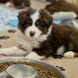 Grace Miniature American Shepherd