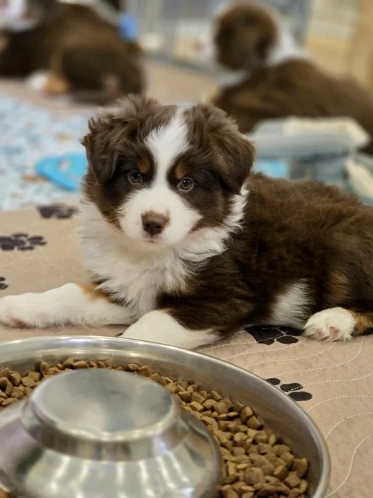 Grace Miniature American Shepherd