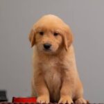 Golden Melody Golden Retriever