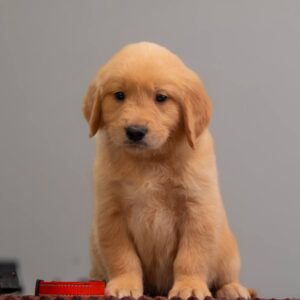 Graf Golden Retriever