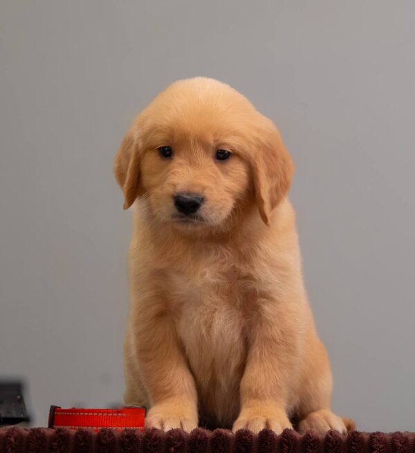 Graf Golden Retriever