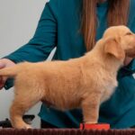 Graf-male-Golden-Retriever-puppy-for-sale-2