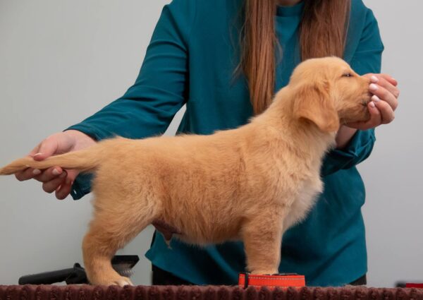 Graf Golden Retriever