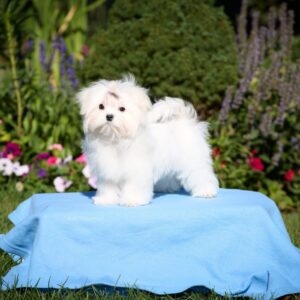 Green Maltese