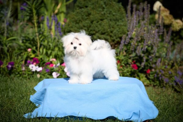 Green Maltese