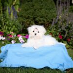 Green-male-maltese-puppy-for-sale-1 (2)