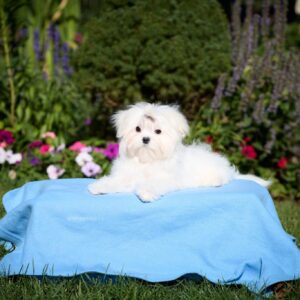 Green Maltese