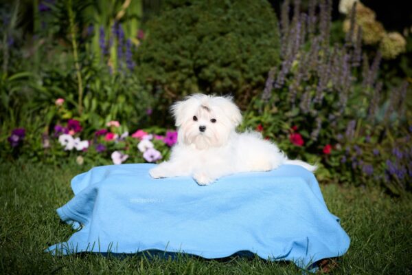 Green Maltese
