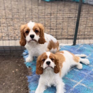 Gummy Cavalier King Charles Spaniel