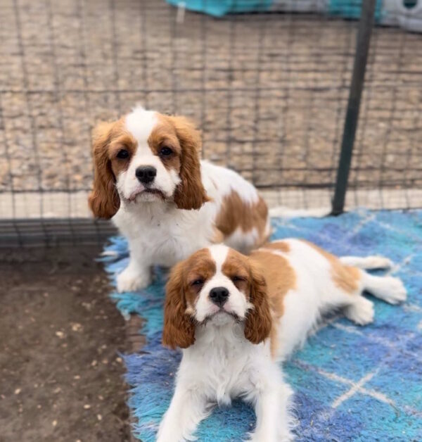 Gummy Cavalier King Charles Spaniel