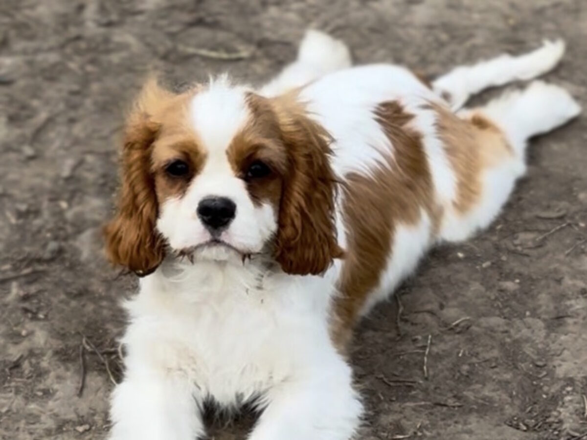 Cavalier King Charles Spaniel Dogs and Puppies for sale