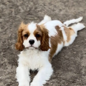 Gummy Cavalier King Charles Spaniel