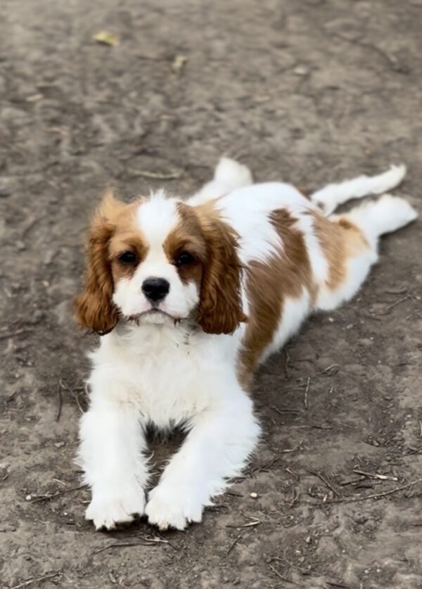 Gummy Cavalier King Charles Spaniel