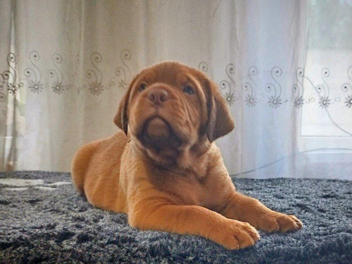 Dogue de Bordeaux Dogs and Puppies for sale