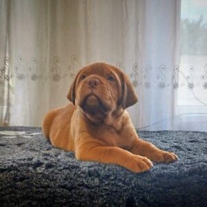 Hanter Dogue de Bordeaux