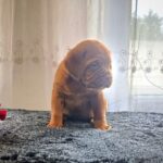 Hanter-male-Dogue-de-Bordeaux-puppy-for-sale-2