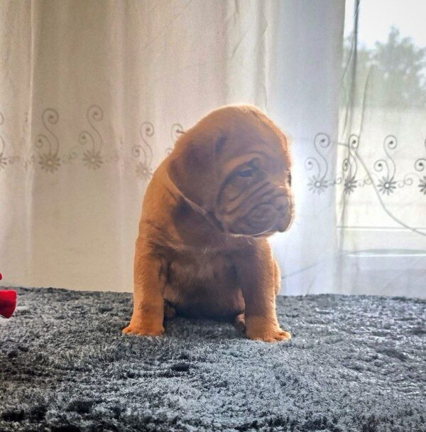 Hanter Dogue de Bordeaux