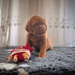 Hanter-male-Dogue-de-Bordeaux-puppy-for-sale-3