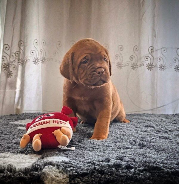 Hanter Dogue de Bordeaux