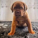 Heart-lions-male-Dogue-de-Bordeaux-puppy-for-sale-1