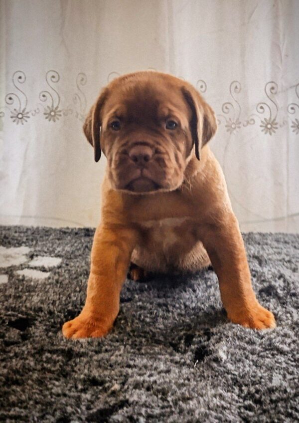 Heart-Lions Dogue de Bordeaux
