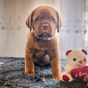 Heart-Lions Dogue de Bordeaux