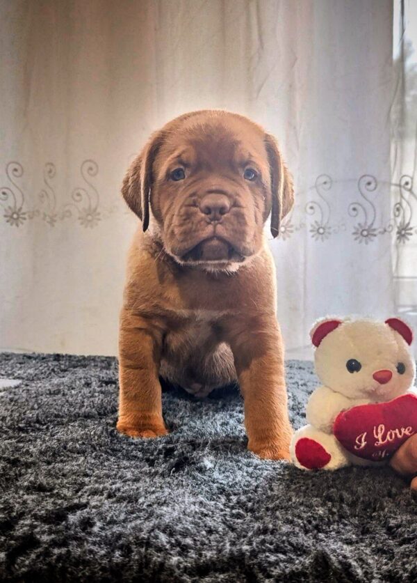 Heart-Lions Dogue de Bordeaux