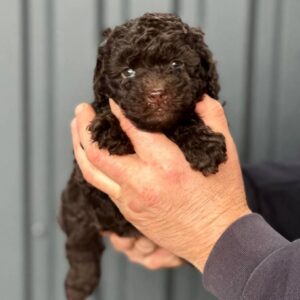 Henry Toy Poodle