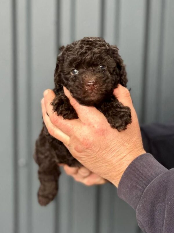 Henry Toy Poodle