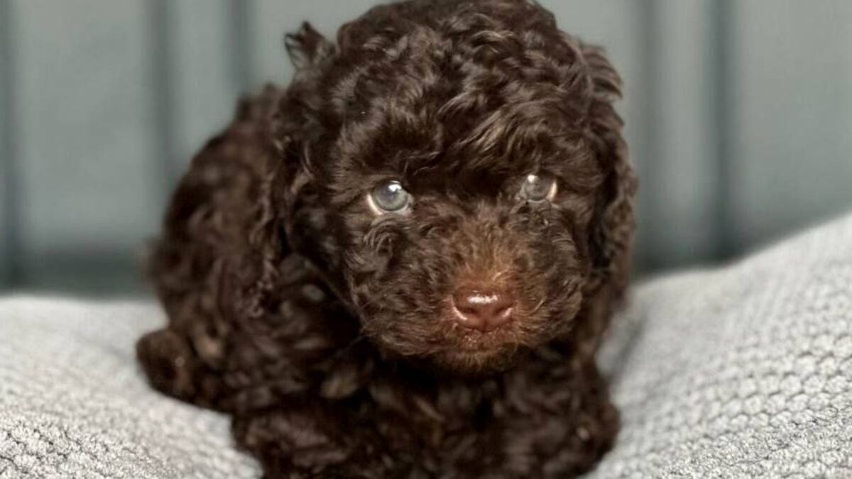 Toy Poodle Dogs and Puppies for sale