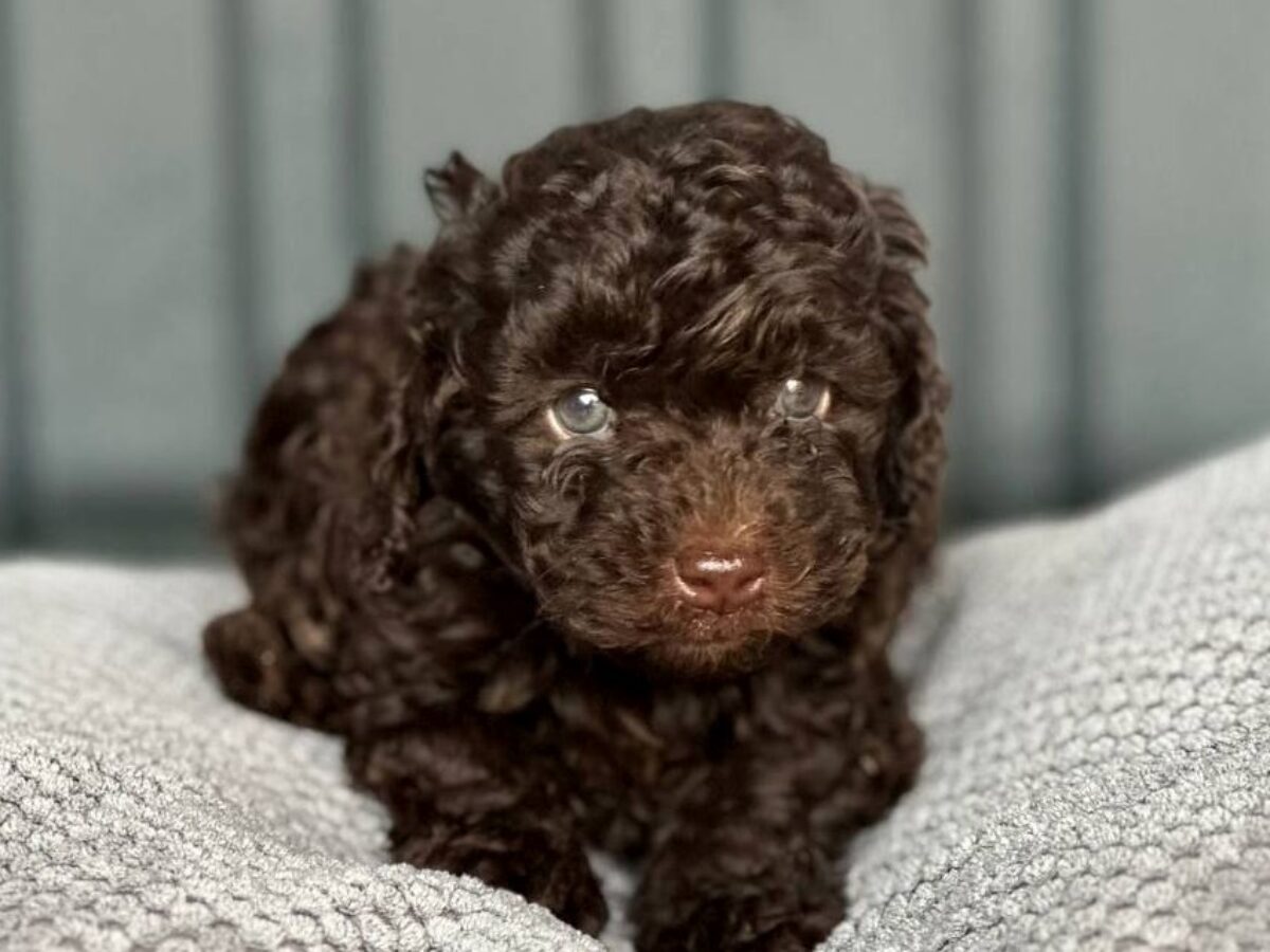 Toy Poodle Dogs and Puppies for sale