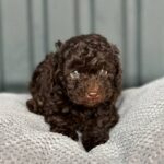 Henry-male-Toy-Poodle-puppy-for-sale-2