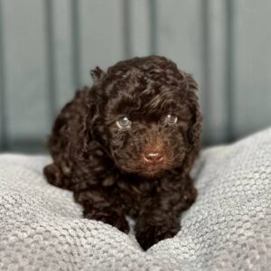 Henry Toy Poodle