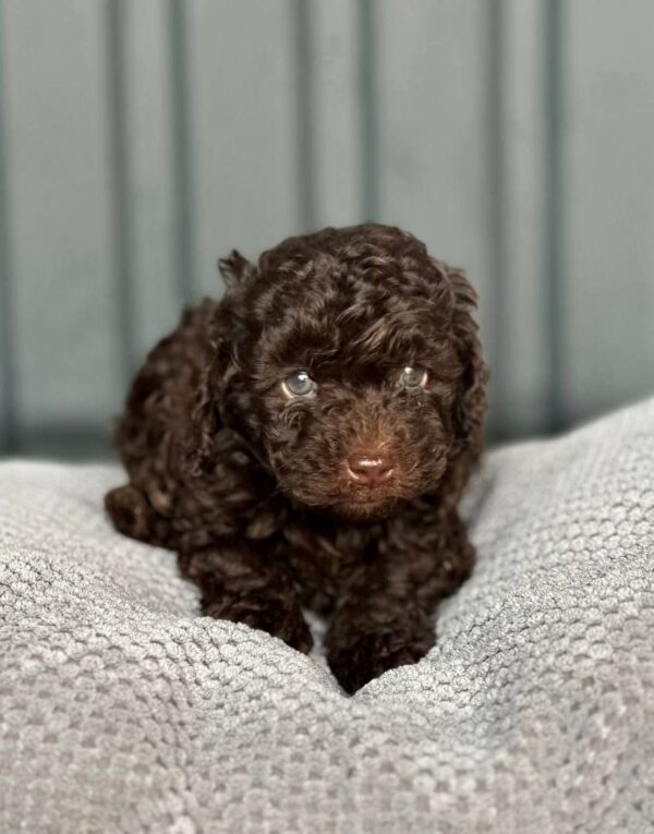 Henry Toy Poodle