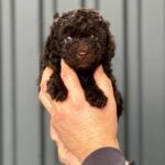 Henry-male-Toy-Poodle-puppy-for-sale-3