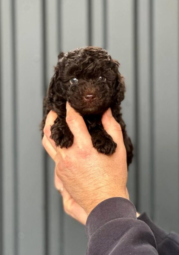 Henry Toy Poodle