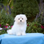 Heron-male-maltese-puppy-for-sale-1 (1)