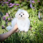 Green Maltese