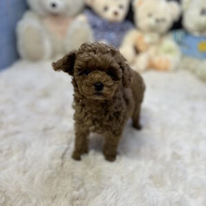 Heron Toy Poodle