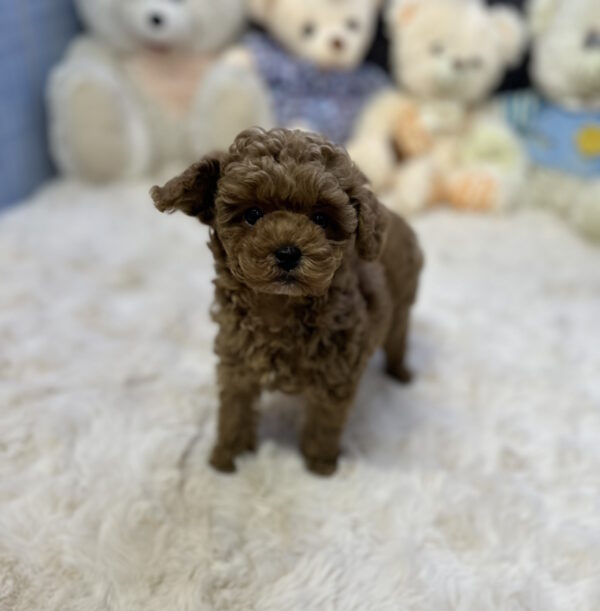 Heron Toy Poodle