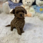 Heron-male-toy-poodle-puppy-for-sale-1 (2)