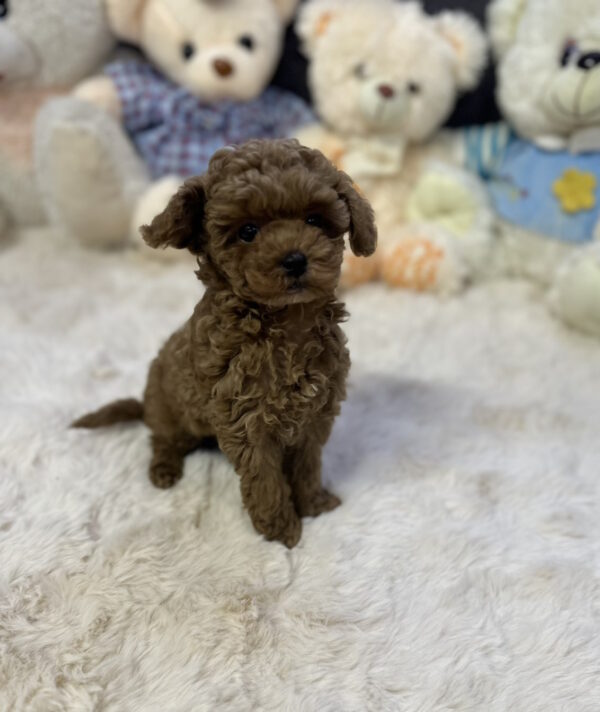 Heron Toy Poodle
