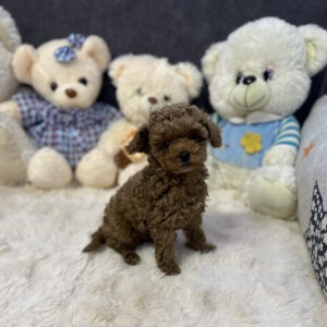 Heron Toy Poodle