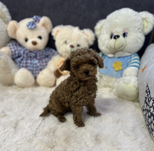 Heron Toy Poodle