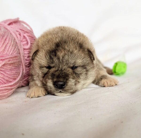 Hideki Shiba Inu Hideki Shiba Inu